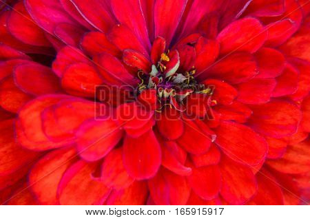 Red Flower Of Youth-and-age, Zinnia Elegans, Macro