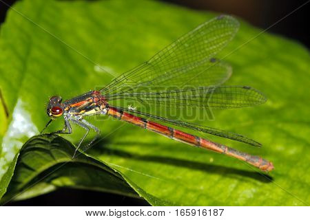 Large red damselfly (Pyrrhosoma nymphula) on a leaf