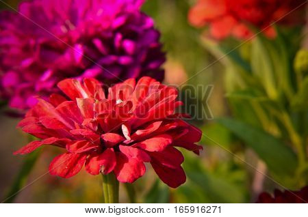 Red Flower Of Youth-and-age, Zinnia Elegans, Macro