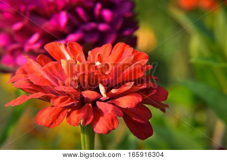 Red Flower Of Youth-and-age, Zinnia Elegans, Macro