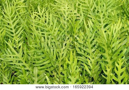 Background Pattern Horizontal of Polypodium Diversifolium Leaves Textured or Green Bush Background.