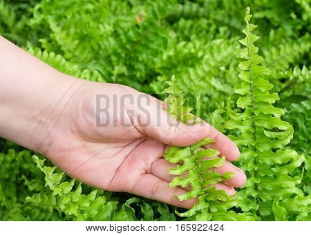 Ecology and Environment Concept Closeup of Hand Holding Carefully Pteridophyta or Tassle Ferns. Taking Care of The Garden.