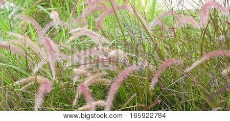 Feather Pennisetum or Mission Grass with Flower in The Garden for Home and Building Decoration.