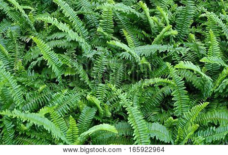 Background Pattern Horizontal of Pteridophyta or Tassle Ferns Textured or Green Bush.