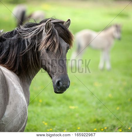 Free-ranging Konik horses in their open environment at Oostvaardersplassen Holland.