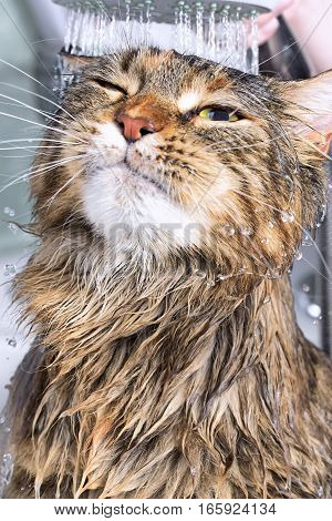 Wet cat in the bath. Funny cat
