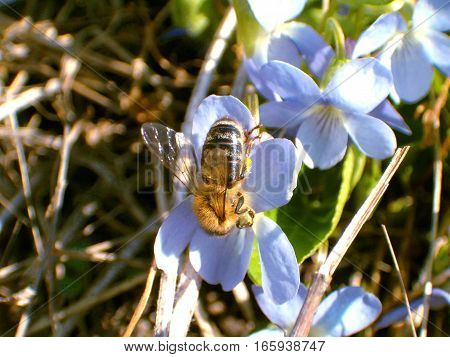 Picture of honey bee sitting on a blue flower