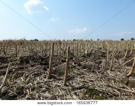 Photo of a mown field under a sunny sky