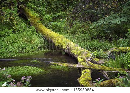 Summer forest landscape with the small river and tree through a stream
