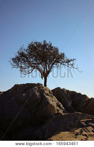 desert, green, nature, environment, dry, dirty, cloud, sky, landscape, natural, environmental, flora, ecology, eco, earth, ecological, drought, disaster, concept, color, background, alone, conservation, crack, dead, day, danger, dramatic, grow, success, s