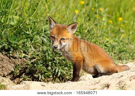 cute european wild fox cub ( Vulpes ) curious about the photographer