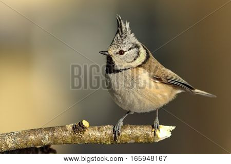 cute garden bird perched on twig ( Lophophanes cristatus european crested tit )
