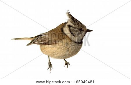 european crested tit isolated over white background ( Lophophanes cristatus )
