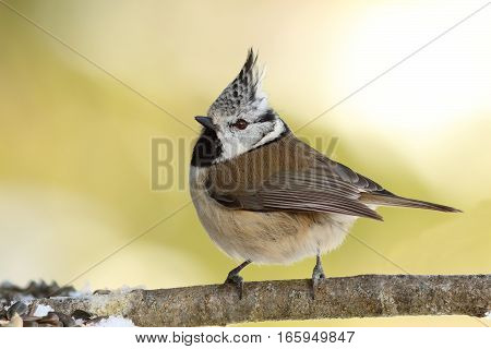 Lophophanes cristatus the cute european crested tit perched on twig