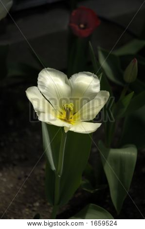 Tulipano giallo