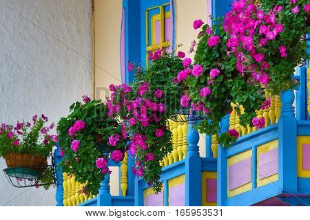 September 23, 2016 Filandia, Colombia: colonial style wooden balconies decorated with blooming flowers in the centre of the coffee producing small town