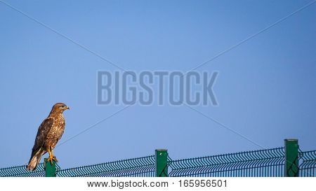Bird of prey hawk sitting on a metal fence.