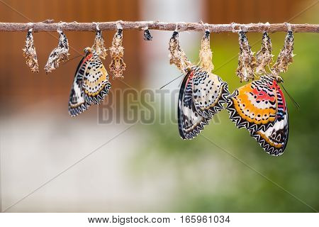 Leopard Lacewing Butterflies