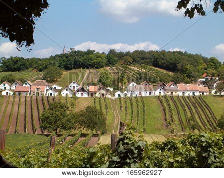 Picture of a small town next to a vineyard