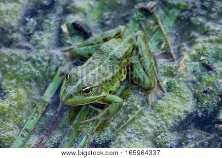 background with green  frog and river aquatic plants