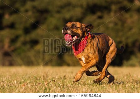 Happy Pet Dog Running With Bandana