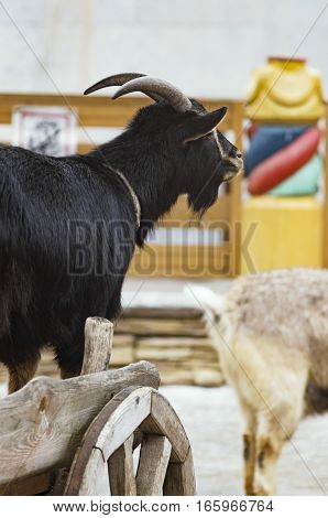 The black domestic goat costs on the cart and attentively looks