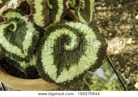 Begonia escargot showing the familiar snail shell spiral of its foliage