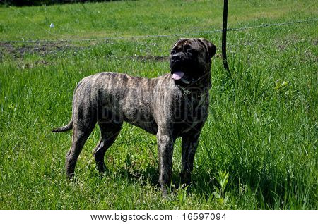 Bullmastiff pręgowany pies