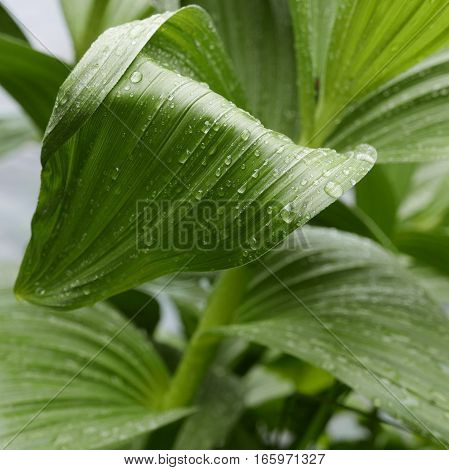A large leaf with fresh spring raindrops found on the banks of the Deschutes River in Deschutes County in Central Oregon.