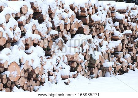 Felled wood under snow. Wood for the fireplace or wood products. Left for the winter in the snow.