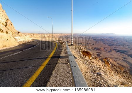 Mountain Desert Road, Ramon Crater, Ibex