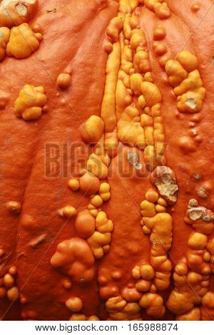This is a close view of a knucklehead pumpkin showing the texture