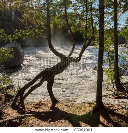 A cedar tree trunk by a waterfall that looks like a mythical creature with a tail. Spray of waterfall and fast flowing river in the background and more cedar trees and greenery as well.