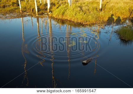 Landscape image with dead calm water reflections and a ripple refelecting dead trees trunks. Two people hand in hand shadow.