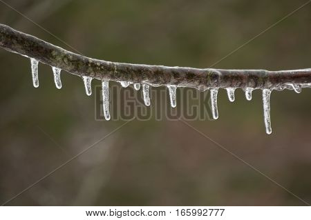 Single branch with icicles hanging after a freezing rain ice storm