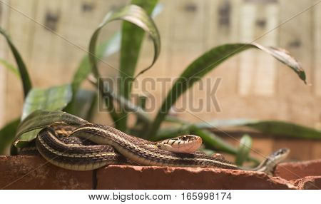 Garter Snakes