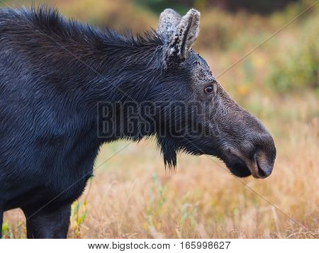 A Moose in the Grand Teton National Park