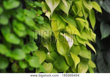 Close-up shot of a Green Wall. Light and and dark green leaves.