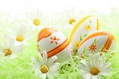 Easter eggs with daisy on grass,Closeup.