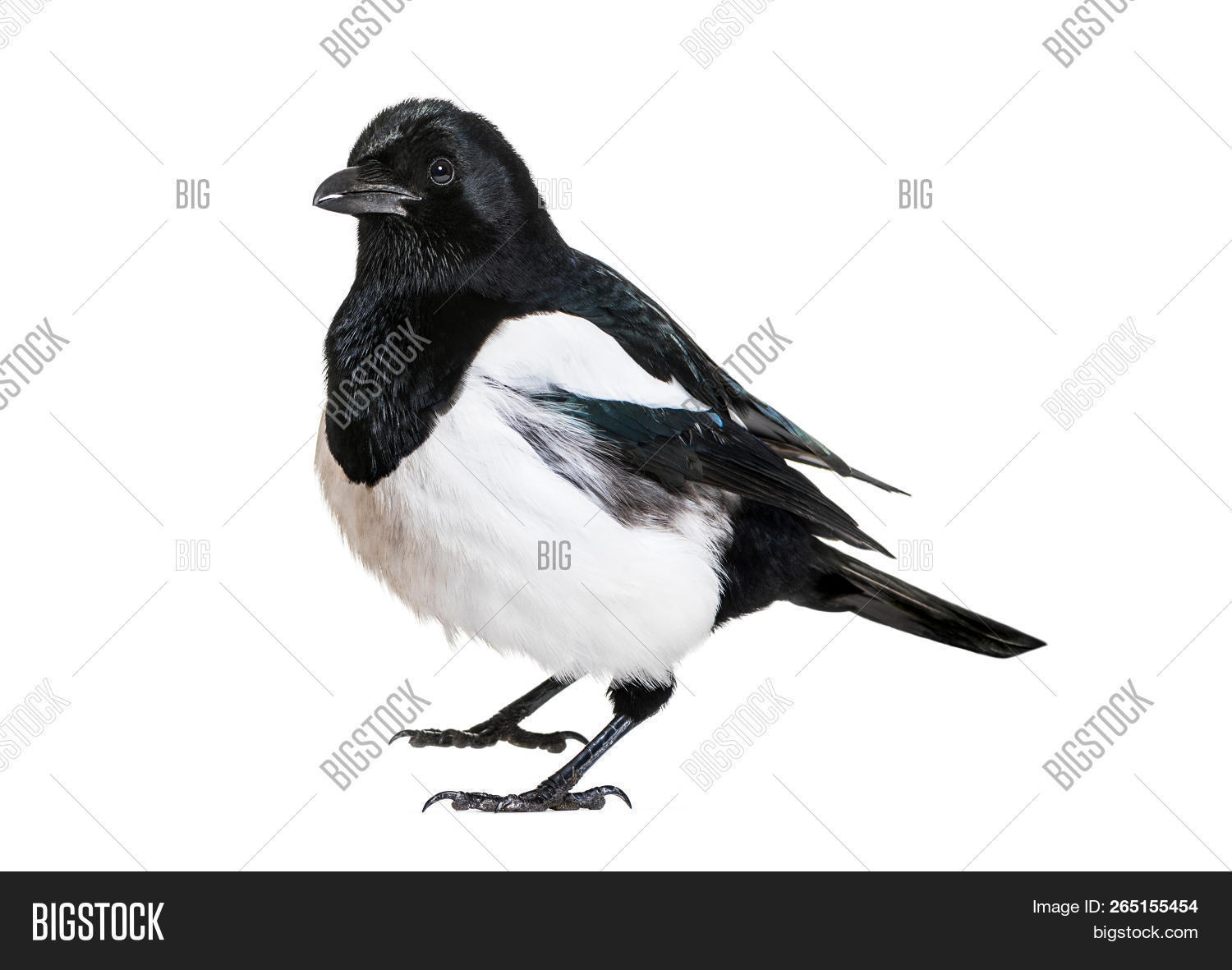 Признаки сороки. Сорок общий. Описание сороки. Сорока смотрит в камеру фото. Обмен swop.