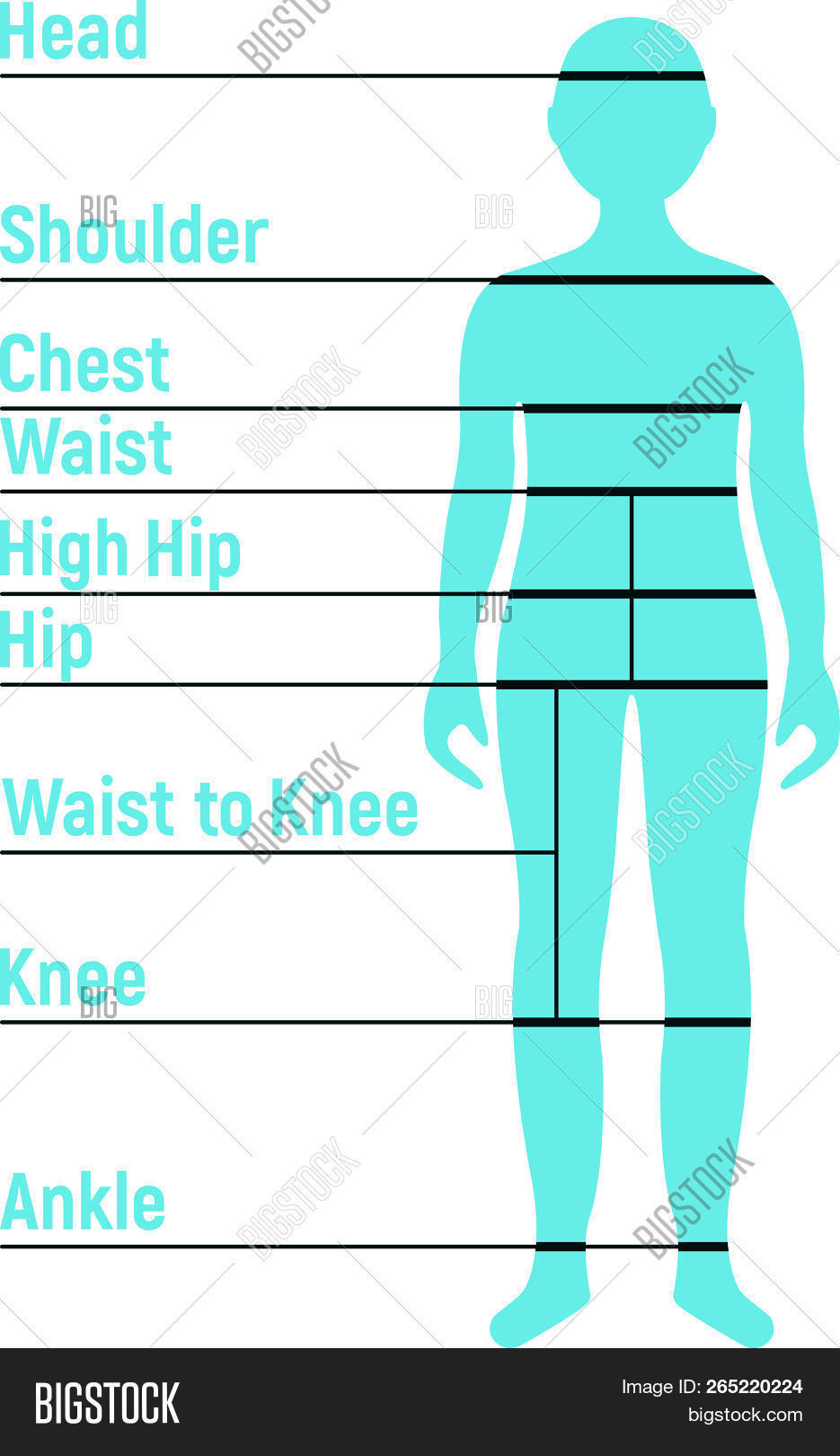 Boy Size Chart. Human Vector & Photo (Free Trial) | Bigstock