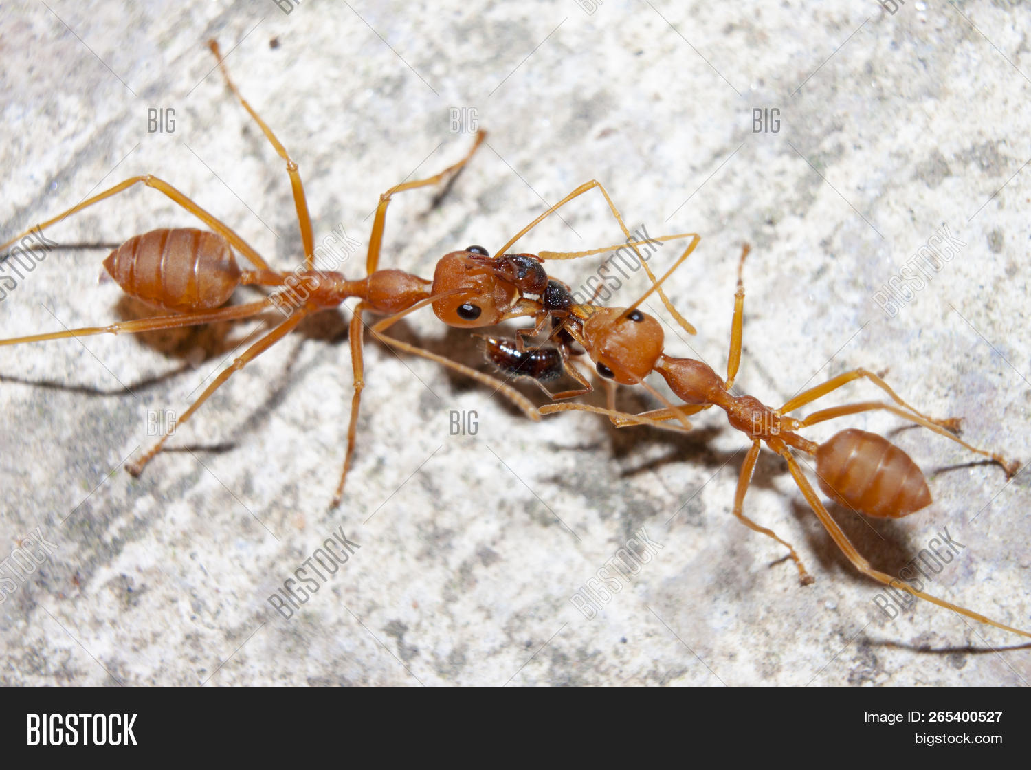Red Ant On Cement Image & Photo (Free Trial) Bigstock