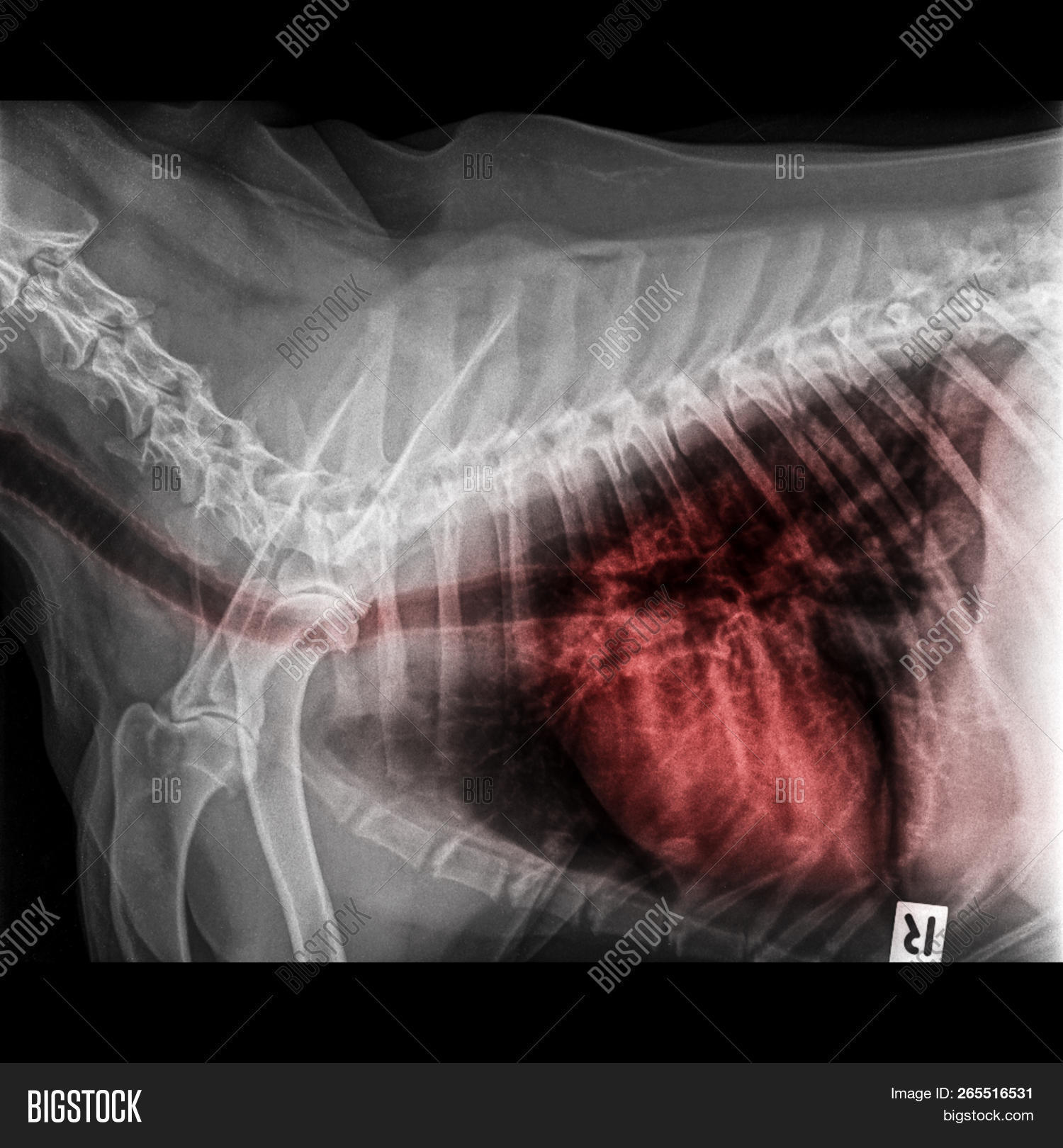 Xray Dog Anterior Image & Photo (Free Trial) Bigstock