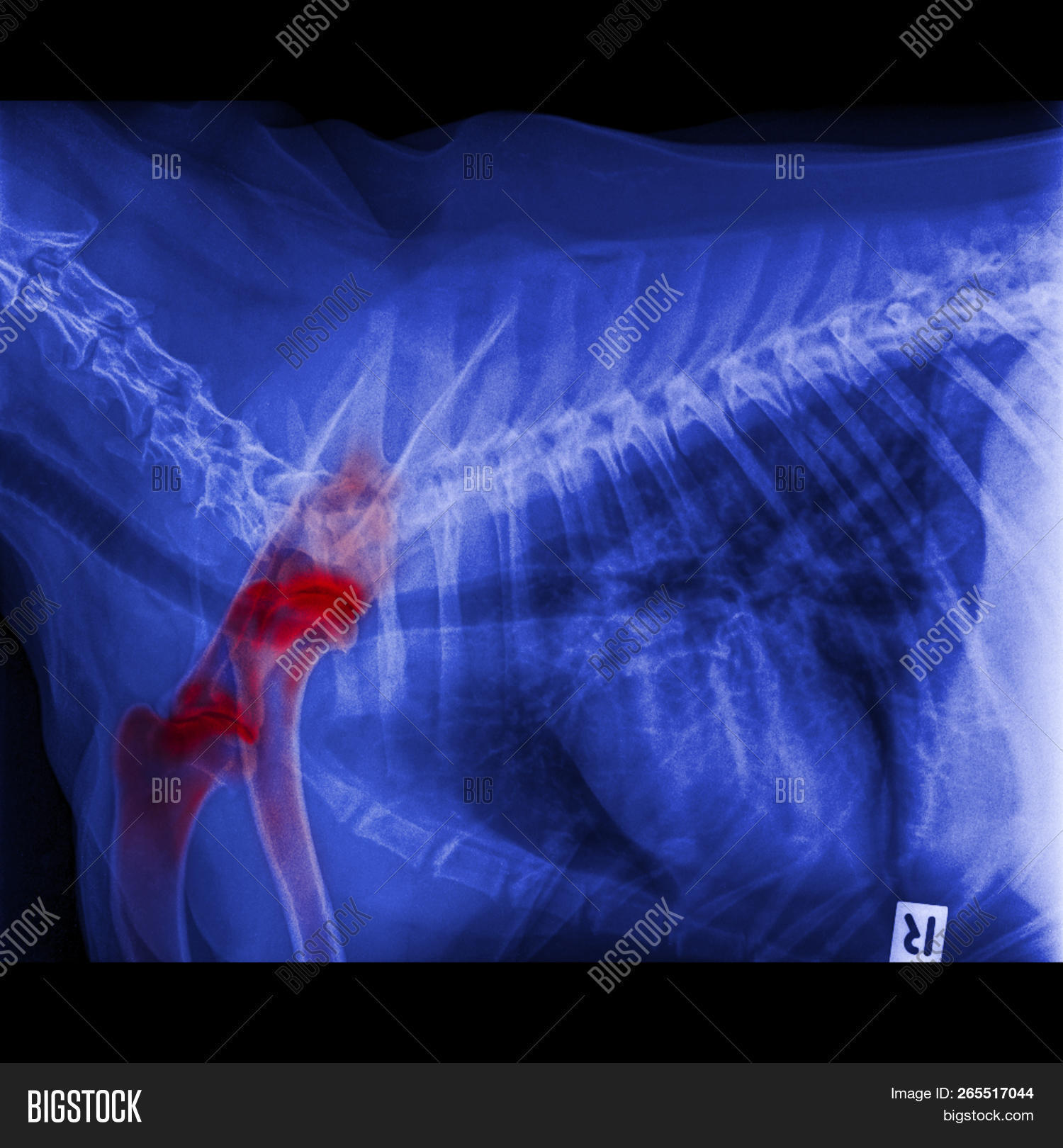 Xray Dog Anterior Image & Photo (Free Trial) Bigstock