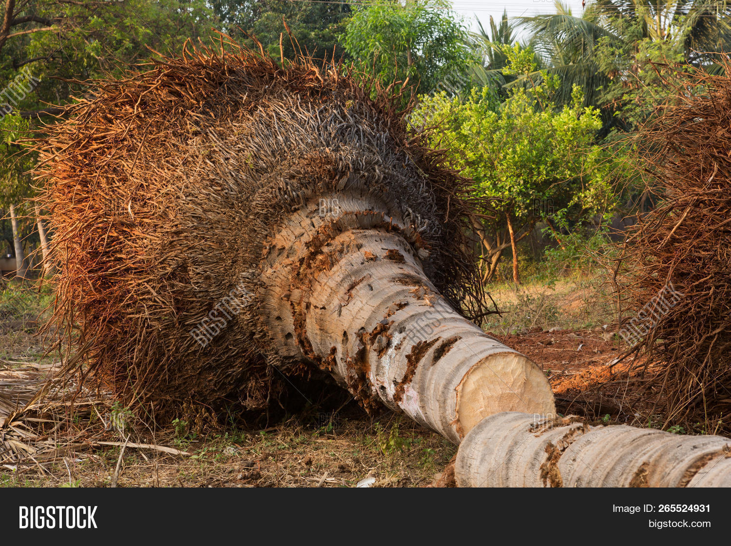 Palms Uprooted Roots, Image & Photo (Free Trial) Bigstock