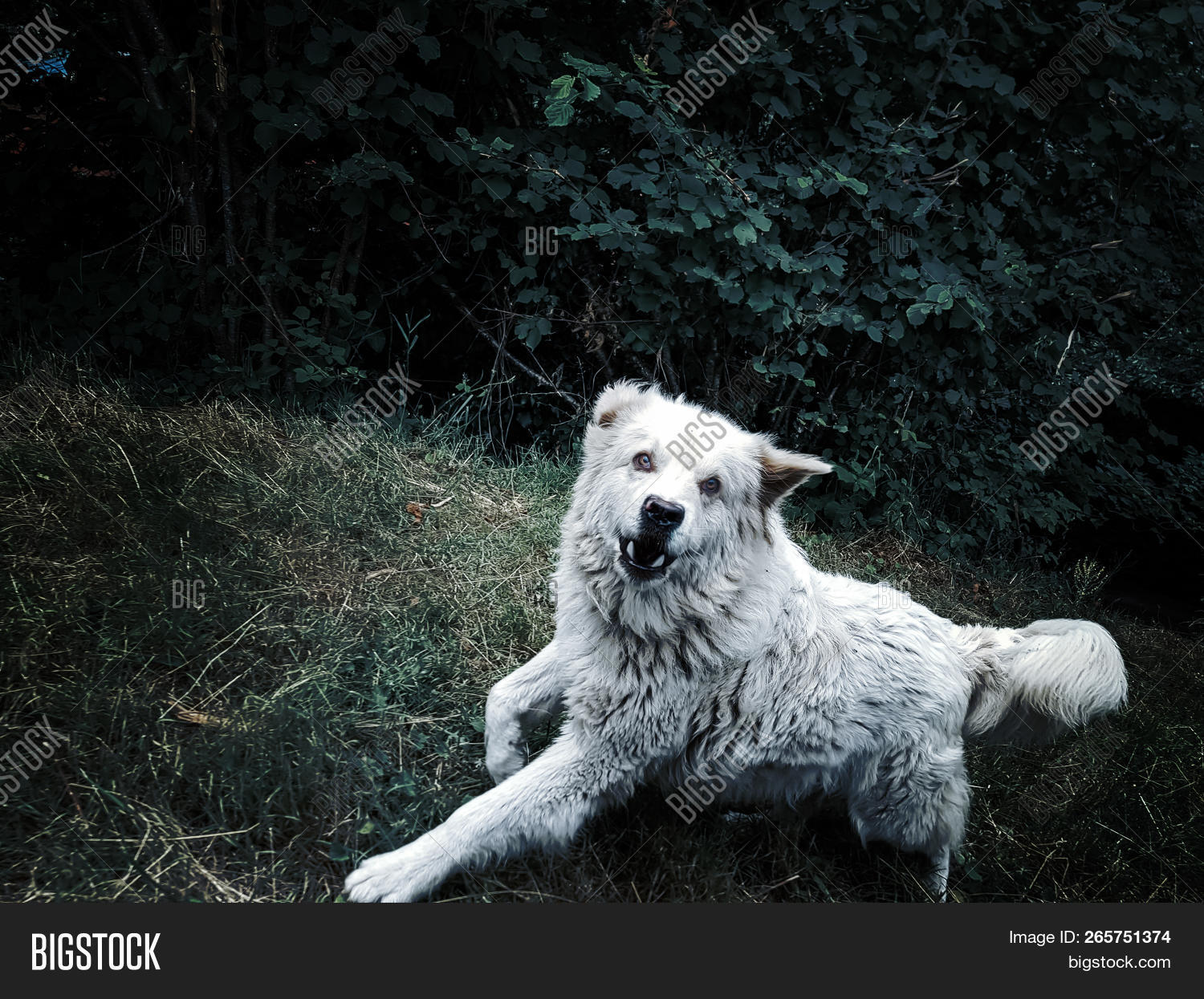 Are Great Pyrenees Aggressive