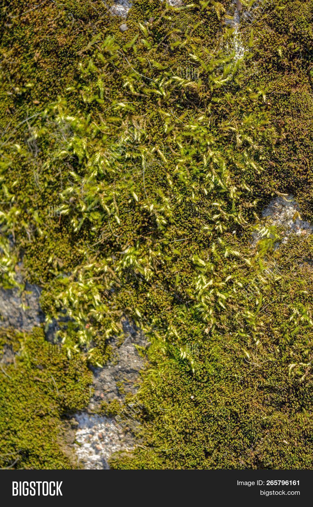 moss on wall on Close Green Moss Image Photo Free Trial Bigstock