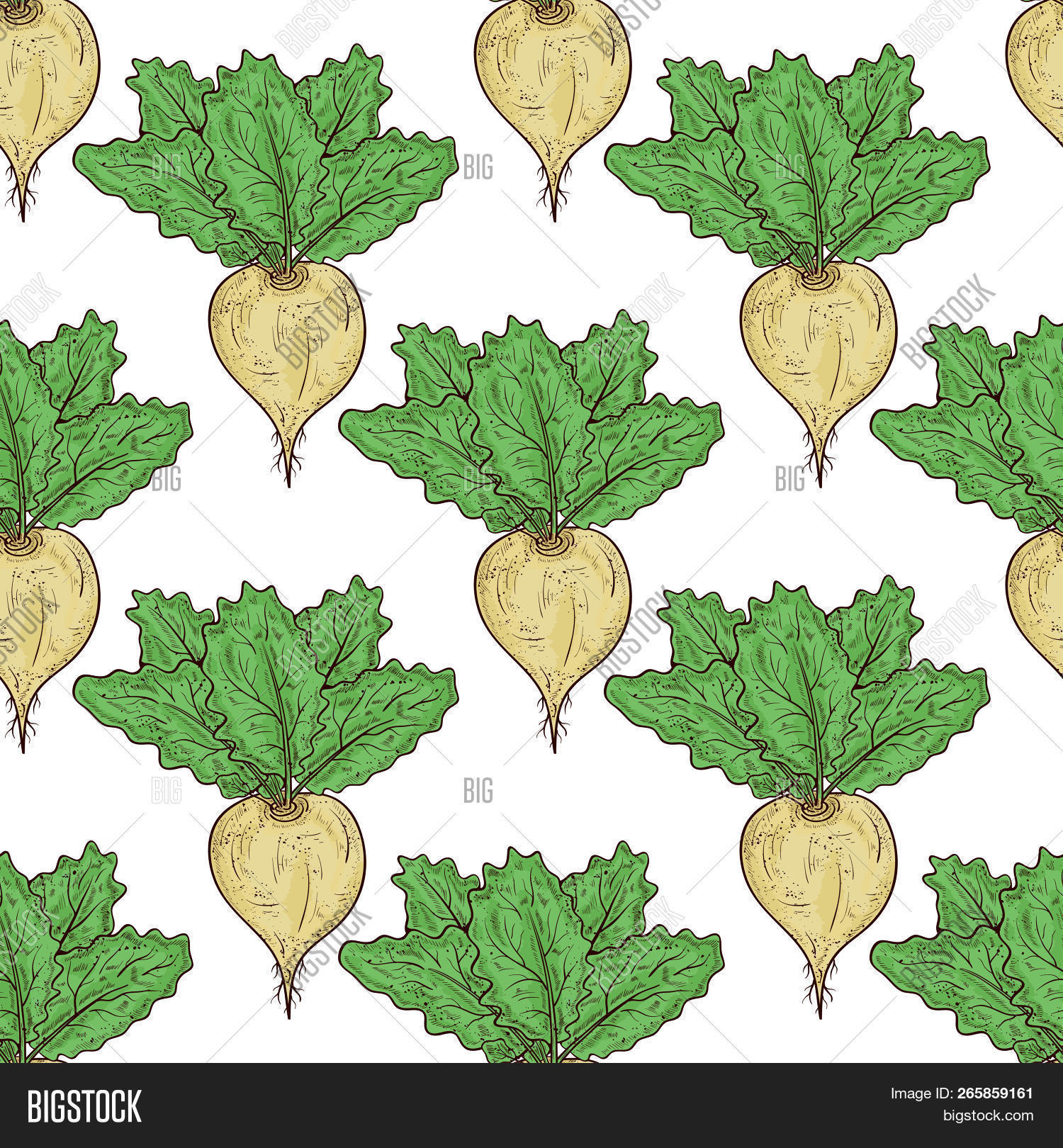 Turnip Vegetable Image Photo Free Trial Bigstock