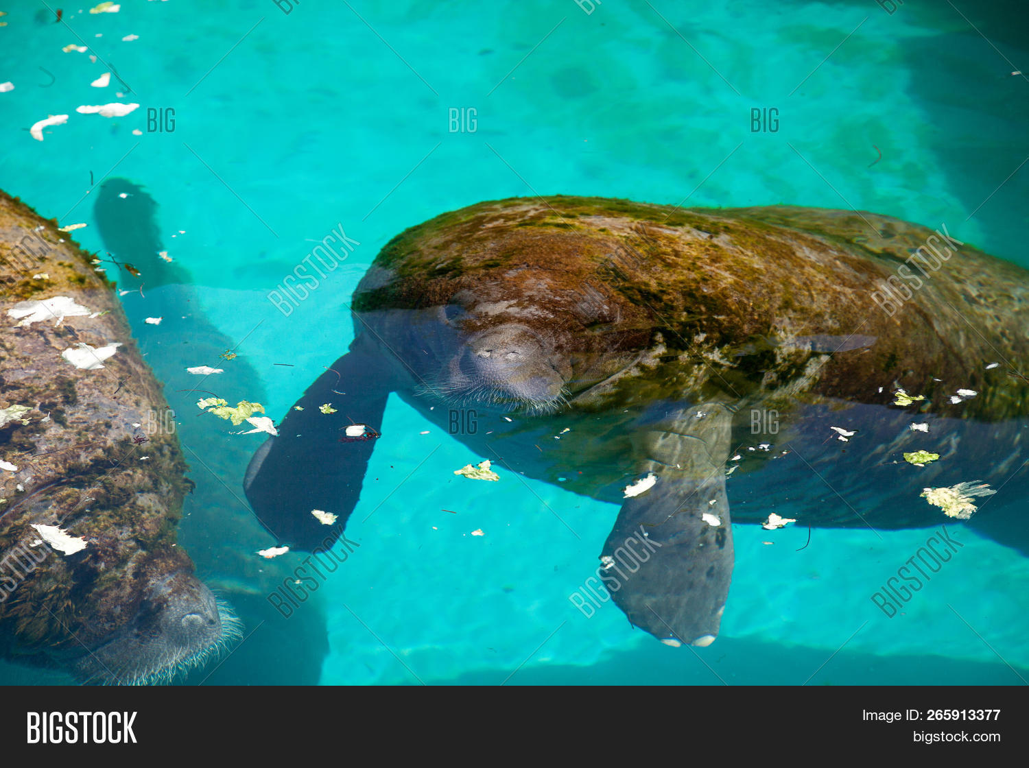 Florida Manatee Called Image & Photo (Free Trial) | Bigstock