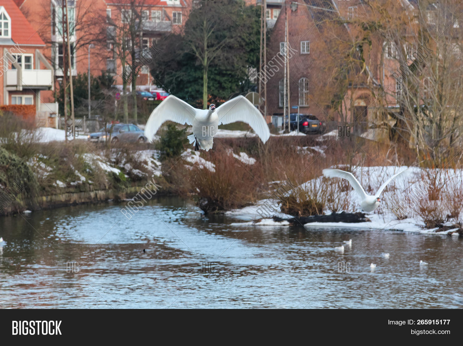 Swans Soaring Water Image Photo Free Trial Bigstock